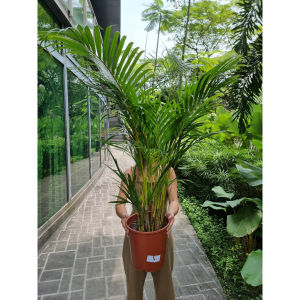 Areca Palm - Yellow Palm [REAL PLANT]