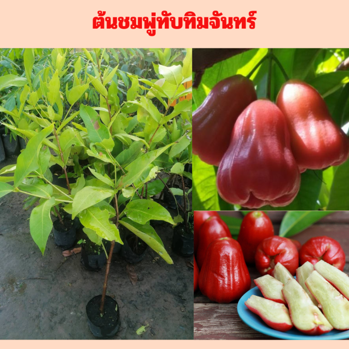 🍒🍒🍒ชมพู่ทับทิมจันทร์ กิ่งตอน🍒🍒🍒 🌲🌲กรอบ หวาน ผลใหญ่🌲🌲 🌼🌼ความสู.ต้นประมาณ ...