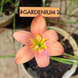 Umbi Bunga Rain Lily Merida - Rainlily Zephyranthes Hybrid