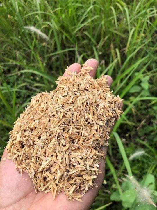 Rice Hull ( 1KG ) Top Selling ( READY TO USE ) ( Plants for sale and