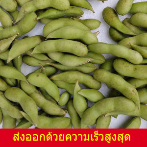 ถั่วเมล็ดฟักทองเมล็ดฟักทองถั่วเหลืองฤดูใบไม้ผลิเมล็ดพันธุ์พืชฤดูใบไม้ผลิ