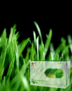 Easy Pha-max Wheatgrass Drink Powder 30pcs x 2g – Healthy Green Drink for Daily Wellness