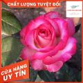 Cây Hoa hồng Nội Sếu[ 🏵️🏵️FORM HOA CỰC ĐẸP🏵️🏵️ ] - VẺ ĐẸP ẢO DIỆU ẨN MÌNH DƯỚI CÁI TÊN BÌNH DỊ🏵️🏵️ 🏵️🏵️. 