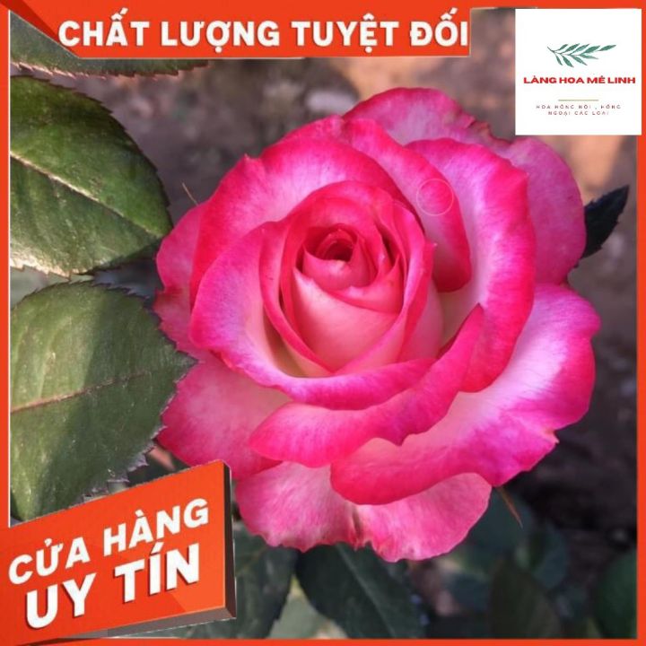 Cây Hoa hồng Nội Sếu[ 🏵️🏵️FORM HOA CỰC ĐẸP🏵️🏵️ ] - VẺ ĐẸP ẢO DIỆU ẨN MÌNH DƯỚI CÁI TÊN BÌNH DỊ🏵️🏵️ 🏵️🏵️