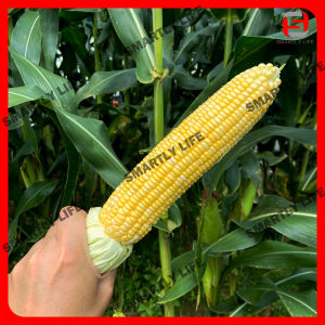 Baba Smart Grow Seed: VE-031 F1 Pearl Gold Sweet Corn 金珠玉蜀 Jagung Mutiara Emas Biji Benih [Hot Selling!] Seeds