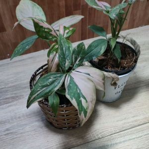 เงินไหลมาด่างชมพู ด่างสวย เลี้ยงง่ายโตเร็ว คละลายส่งสวยทุกต้น