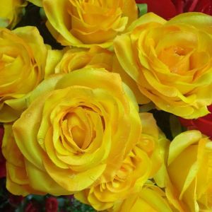 ดอกไม้ปลอม ดอกกุหลาบหยดน้ำ เสมือนจริง (สินค้าพร้อมส่ง มีบริการเก็บเงินปลายทาง)