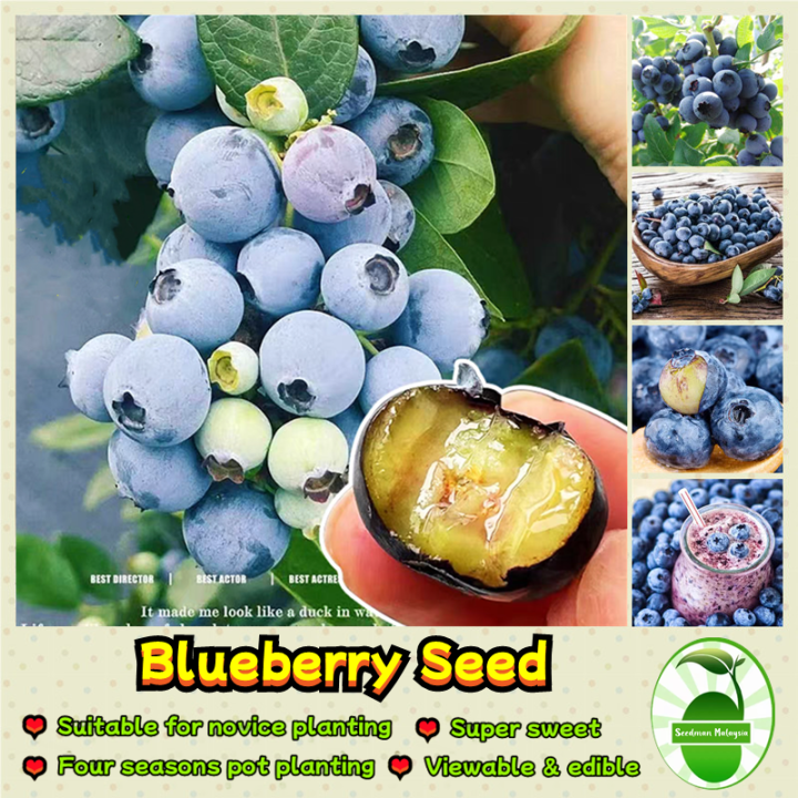 Sweet Blueberry Seeds for Planting (30 pcs/pack) Dwarf Blueberry Seeds  Bonsai Blueberry Fruit Seeds for