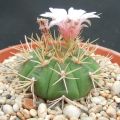 Plants Center พร้อมส่ง(yongjw)กระบองเพชร แคคตัส cacuts Gymnocalycium eurypleurum/ยิมโนคาลิเซียม ยูริเพิลรัม grafting ไม้ตัดกราฟ 8-9cm. 