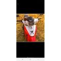 Visor fizr fiz R yamaha 125z satria hiu pnp VISOR YAMAH FIZ R F1ZR 125Z SUZUKI SATRIA HIU PNP. 
