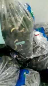 (benih biji kecambah/ Simalungun)