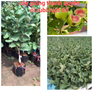 CÂY ỔI RUBY RUỘT ĐỎ. Cam kết chuẩn giống 100% CÂY CAO 70CM -120CM TUỲ THEO LÔ CÂY KHOẺ ĐẸP NHIỀU RỄ
