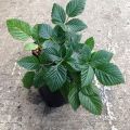 Bibit Tanaman Blackberry. 