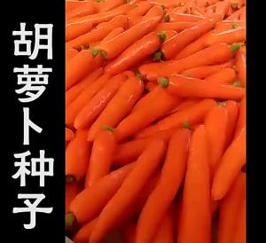 Red ginseng carrot radish three reds 5inch Ginseng radish vegetable dish