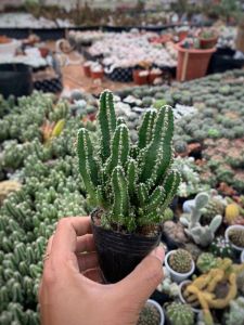 XƯƠNG RỒNG THANH SƠN SIZE 5-7cm- xuất xứ Đà Lạt khoẻ đẹpLỖI 1 ĐỔI 1