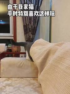 Cat Tunnel Nest Drilled Tunnel Crawling Passage All-Season Cat Rolling Dragon Connectable Maze Cat Toy