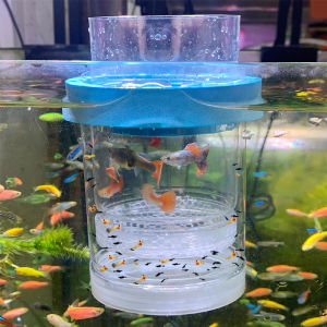 กล่องแยกปลา กล่องฟักลอย กล่องแยกพันธุ์ปลา กล่องฟักไข่ปลาที่ลอยได้ ปลากัด ปลาหางนกยูง