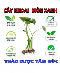 cây khoai môn xanh giống trồng thủy sinh