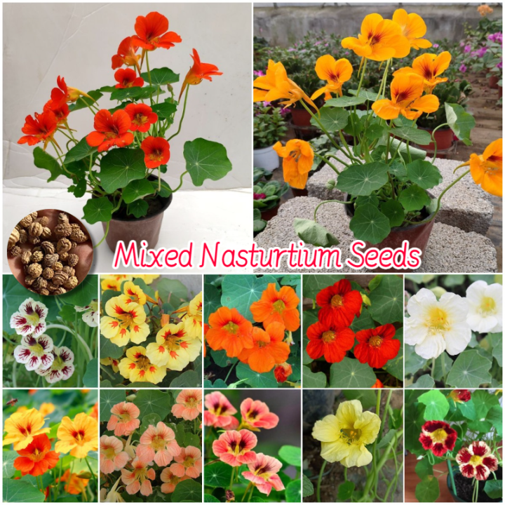 [Easy to grow in the Philippines] 25pcs Mixed Colors Nasturtium Seeds