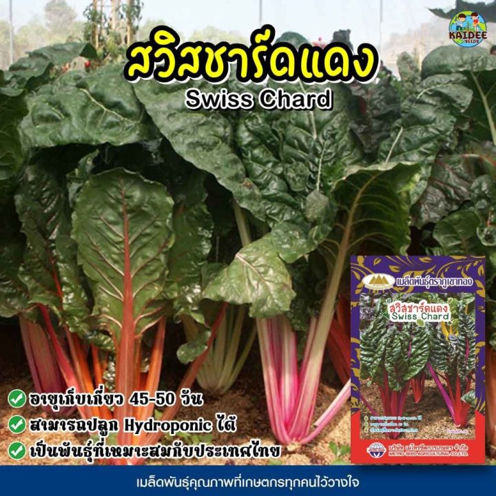 5 สุดยอดเมล็ดพันธุ์สวิสชาร์ด ปลูกง่าย โตไว อัปเดตปี 2025