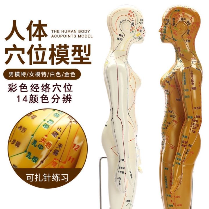 🔥品质 精选🔥 Human Body Meridian Acupoint Map Model Chinese Medicine Acupuncture Point Human Body