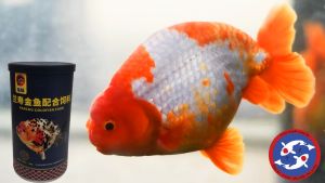 Cám Porpoise cho cá ranchu cá vàng ba đuôi cám ranchu cao cấp Porpoise 180g