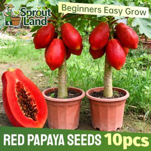 [High Germination] High Yield Sweet Red Papaya Seeds for Plating Fruit Trees (10 Seed) Tropical Red Papaya Fruit Seeds for Pot & Garden F1 Dwarf Red Papaya Tree Seeds Heirloom Red Papaya Plant Bonsai Fruit Bearing Tree Seedlings Grow Red Papaya From Seeds