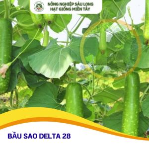 GÓI 13 GRAM - HẠT GIỐNG BẦU SAO LAI F1 DELTA 28 ĐỒNG TIỀN VÀNG