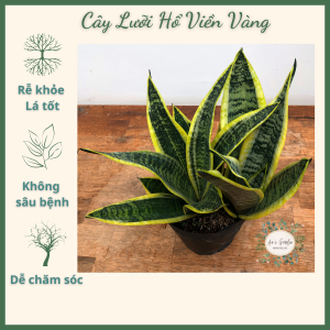 Cây Lưỡi Hổ Viền Vàng [cao 30 - 35cm] cây phong thủy hút tài lộc lọc không khí cây trang trí văn phòng nội thất trồng trong nhà
