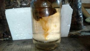 Daun ketapang laut kering olah siap pakai 1kg sudah di fermentasi