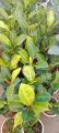 Philodendron Imperial Gold. 