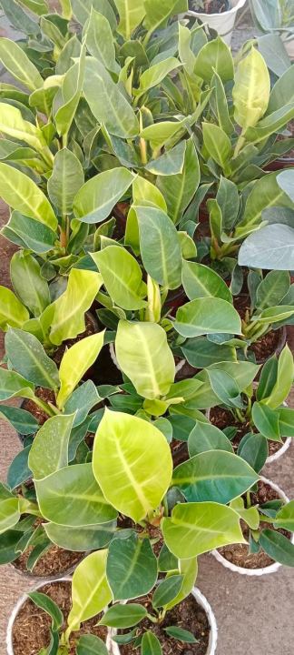 Philodendron%20Imperial%20Gold%20-%20Image%205