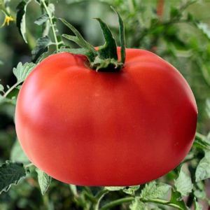BIG TOMATOES FLORDADE seeds
