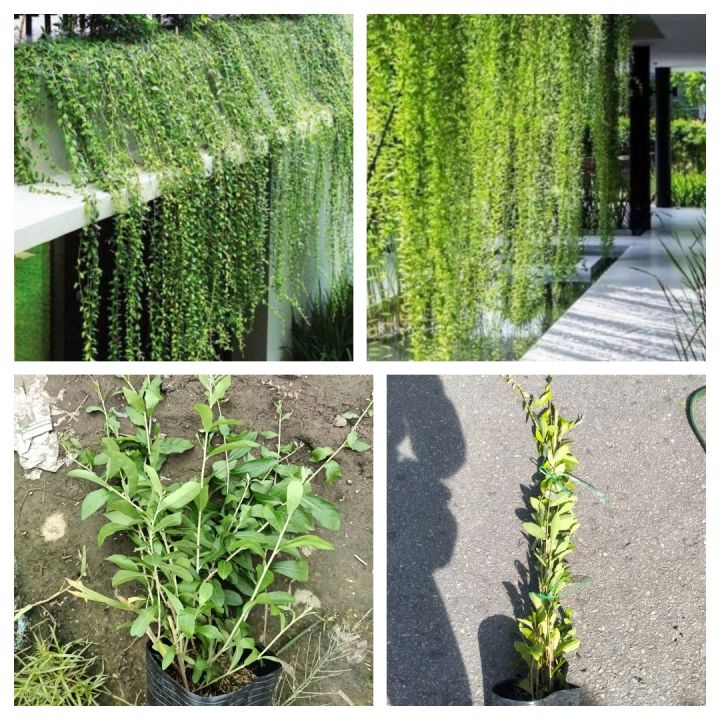 Cây cúc tần ấn độ dài decor quán cà phê, ban công cực đẹp, có tặng kèm phân bón cây Minh Hân Garden