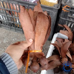 Quả tai thỏ quả chò nâu thu từ rừng tự nhiên phơi khô