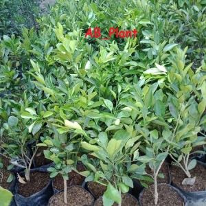 Bibit Jeruk Mandarin Asli Berbuah Super Manis