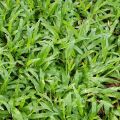 Gói 100g.Hạt giống cỏ lá gừng ,cỏ lá tre,cỏ trồng sân vườn- gieo trồng quanh năm. 
