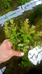 Bacopa Caroliniana Tanaman Aquascape Wabikusa
