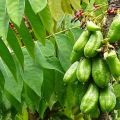 Daun Belimbing Wuluh Herbal Segar (1000 Gram). 