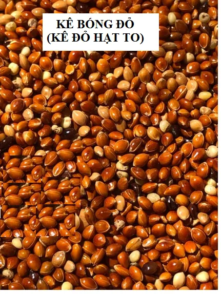 %5BHCM%5D1KG%20H%E1%BA%A0T%20K%C3%8A%20B%C3%93NG%20%C4%90%E1%BB%8E%20(K%C3%8A%20%C4%90%E1%BB%8E%20H%E1%BA%A0T%20TO)%20CHO%20CHIM%20C%E1%BA%A2NH%20V%E1%BA%B8T%20-%20Image%202