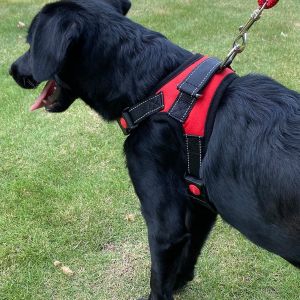 Đai Yếm Cho Chó Thú Cưng Có Thể Điều Chỉnh Áo Ghi Lê Thú Cưng Phản Quang Và Thoáng Khí Cho Chó Nhỏ Và Lớn Áo Ghi Lê Đồ Dùng Cho Thú Cưng