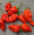 komodo dragon chili chilli pepper plant seeds. 