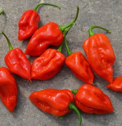 komodo dragon chili chilli pepper plant seeds