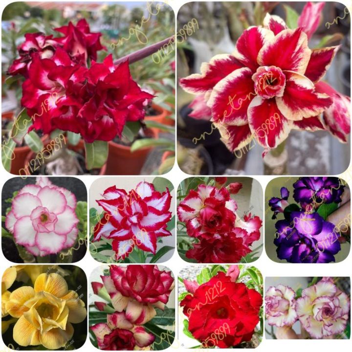 Malaysia Stock ADENIUM LIVE PLANT FOR SALE Lazada