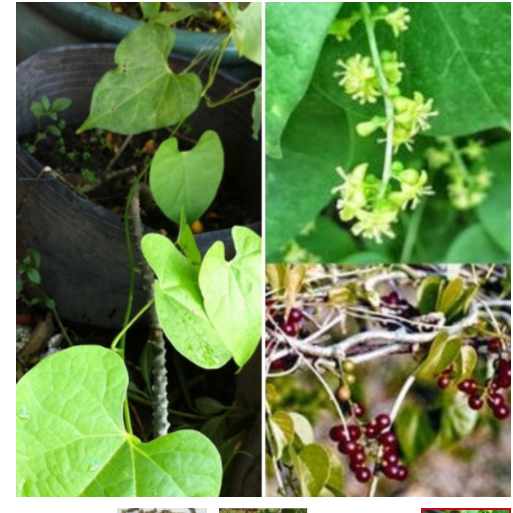 C%C3%A2y%20th%E1%BA%A7n%20th%C3%B4ng%20kh%C3%B4%20500gr%20(%20d%C3%A2y%20c%C3%B3c,%20d%C3%A2y%20k%C3%AD%20ninh)%20-%20Image%202