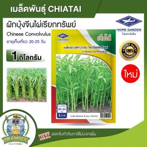 CHIATAI 🇹🇭 เมล็ดพันธุ์ผักบุ้งจีน เรียวไผ่ มหาทรัพย์ ขนาด 1kg ระยะเก็บเกี่ยว 20-25 วัน ผักบุ้ง ผักบุ้งจีน เจียไต๋ Chinese Convolvulus