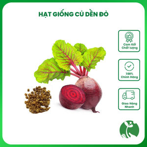 Hạt giống Củ dền đỏ năng suất cao - Gói 5gr - Tỉ lệ nảy mầm >90% - Trồng quanh năm