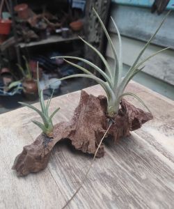 tillandisa ionantha baileyi x  humbug (ionantha x paucifolia) with wood