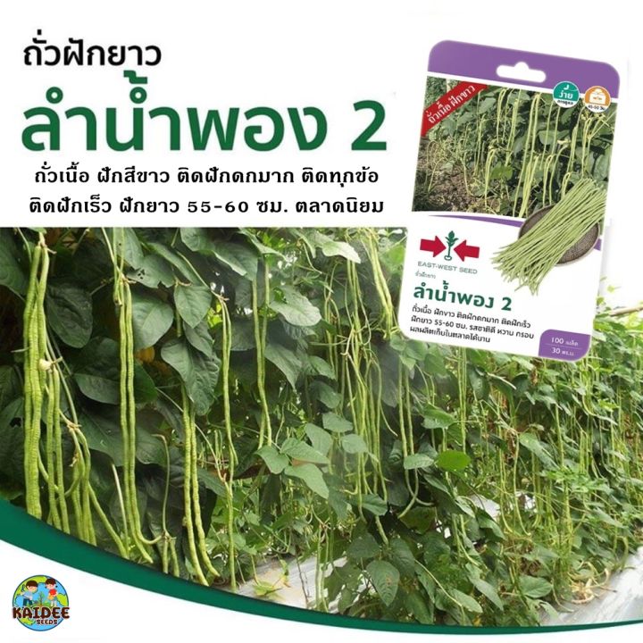 เมล็ดถั่วฝักยาว ลำน้ำพอง2 ตราศรแดง ติดฝักดก