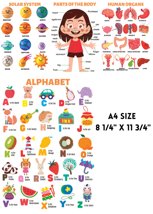 Parts of Body Chart | Laminated | 70 x 100cm | Extremely useful for Kids  Learning